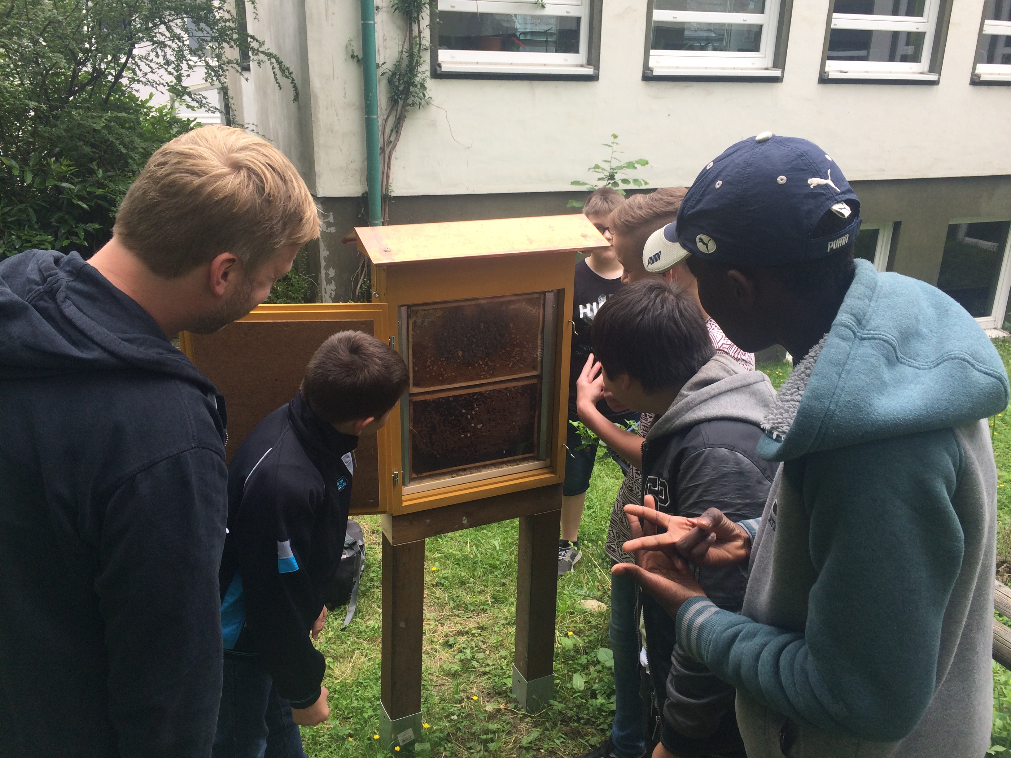 Schülerinnen und Schüler betrachten Bienen im Schaukasten